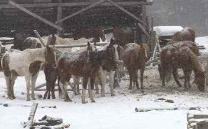 A member of the Okanagan Indian Band says she is worried about the health of some horses on a nearby ranch in Vernon.