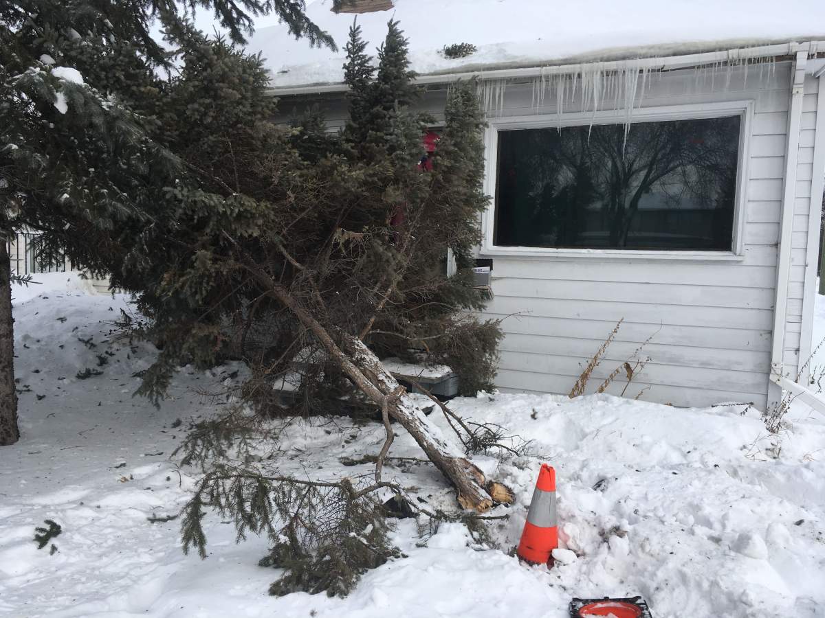 Tree damage to a home at Inkster Boulevard and Parr Street. 