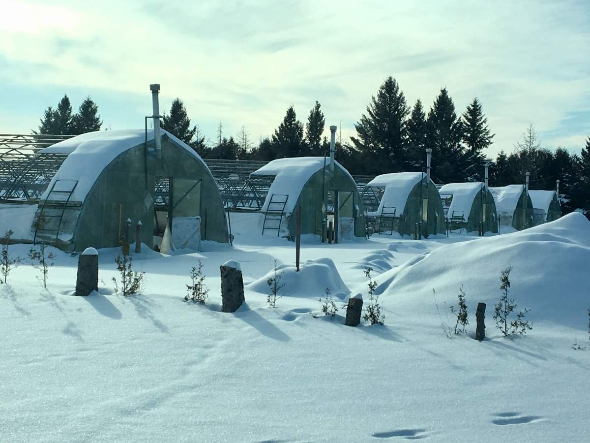 Greenhouses at the former Pineland Forest Nursery will be used to grow hemp instead.