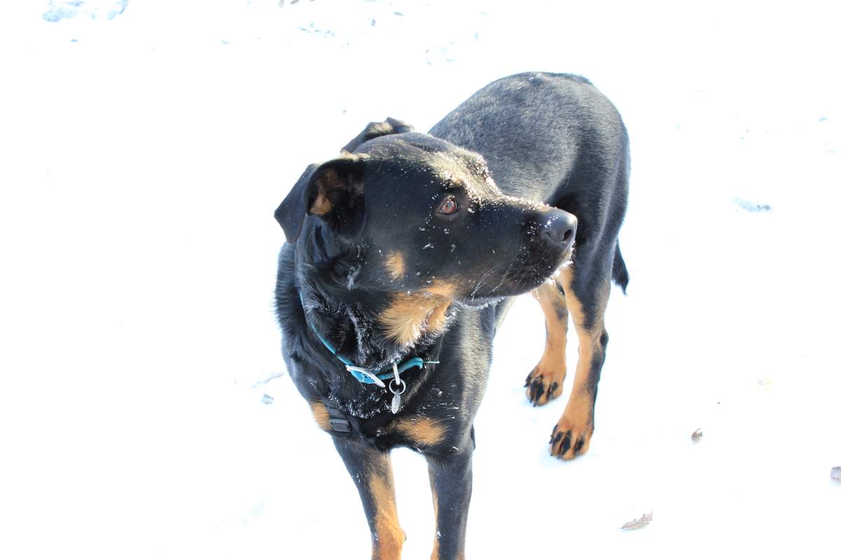 Kiba