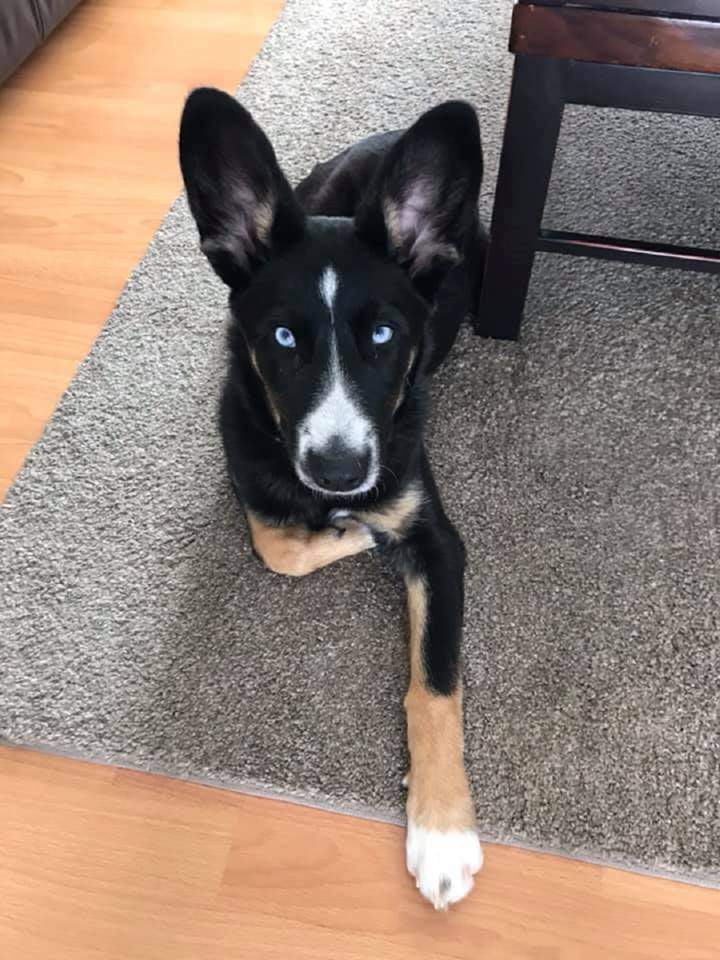 Lexi came on Adopt A Pal in hopes of finding a forever home.