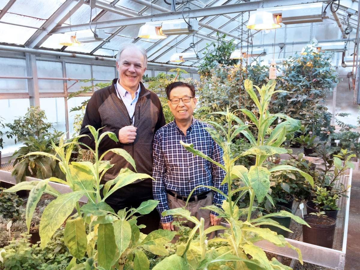 Dr. Tony Jevnikar and Shengwu Ma, PhD, in the Greenhouse at Western University.