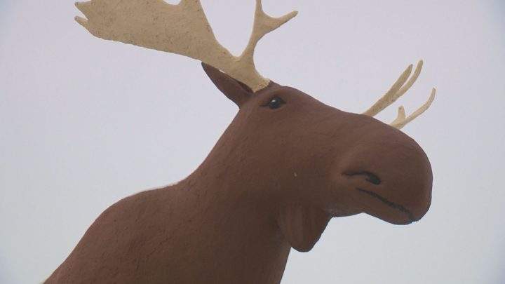 Mac the Moose refuses to back down in the battle of world's tallest moose. 'No way Norway' is his response to a 'moose truce.'.