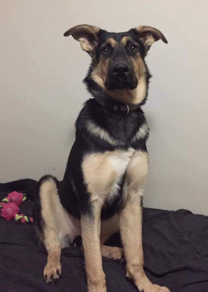 Nika is looking for her forever home.