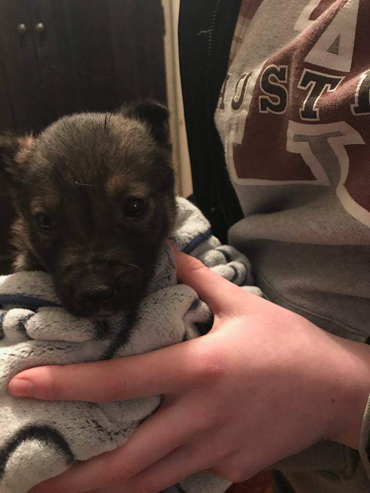 Oliver the puppy.