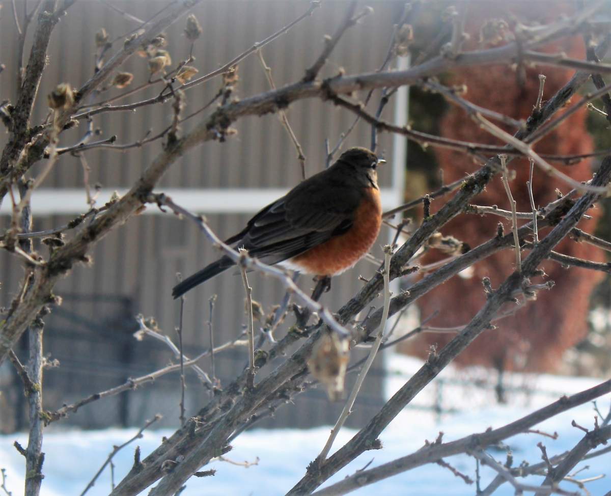 Warmer days are coming to London in March, according to Environment Canada.