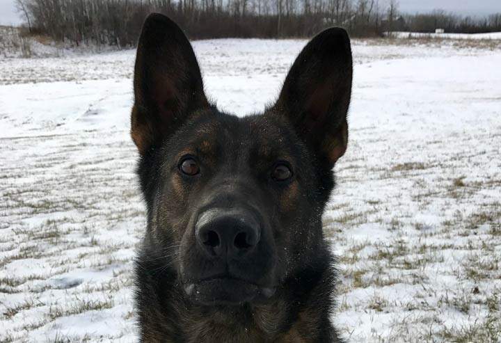 Prince Albert police dog Febee assisted officers in apprehending a 37-year-old man after a stolen van struck a patrol vehicle this long weekend.