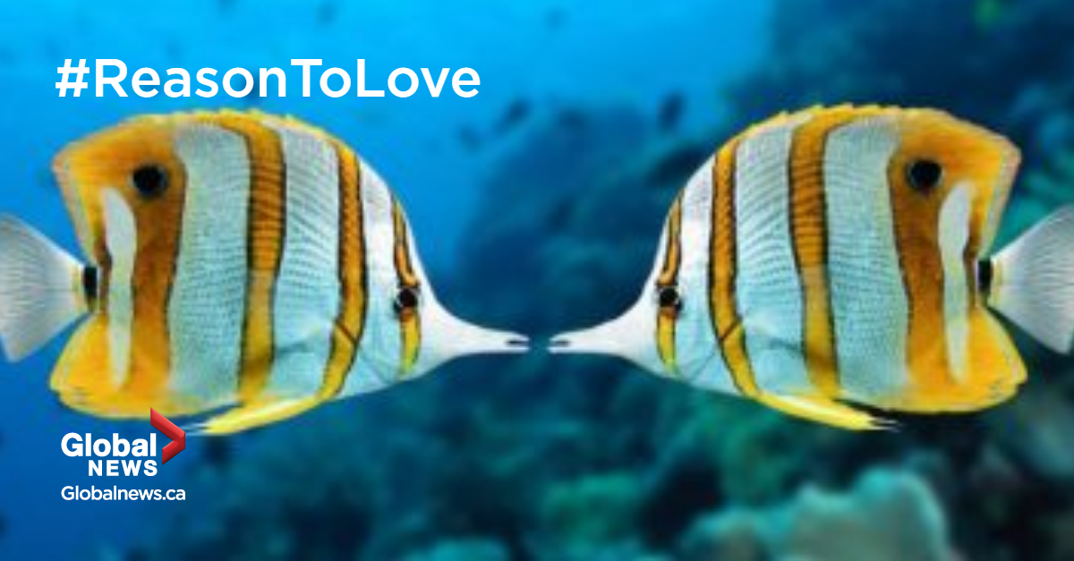 Who is your #ReasonToLove