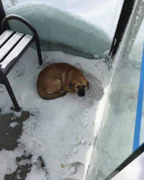 A small dog was discovered shivering in a Regina bus shelter on Wednesday afternoon.