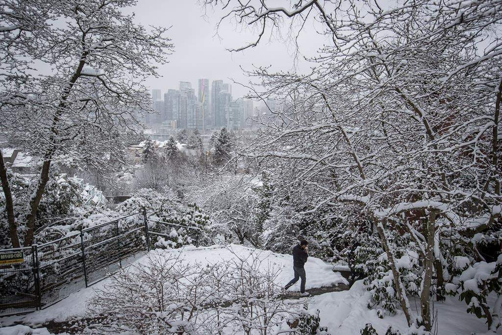 Snow clings to tree branches as man walks through a park in Vancouver, on Tuesday February 12, 2019. Environment Canada issued a snowfall warning for Metro Vancouver. THE CANADIAN PRESS/Darryl Dyck.