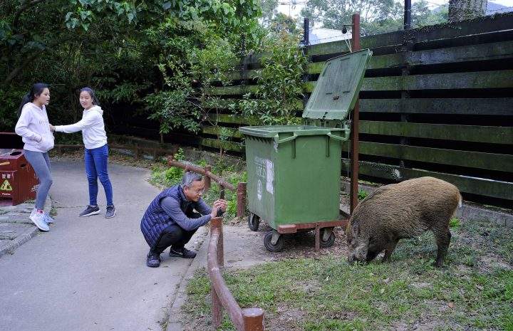 In this Jan. 13, 2019, photo, a wild boar scavenges for food while local residents watch at a Country Park in Hong Kong.