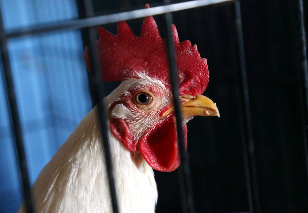 Proposed federal legislation would expand the definitions of bestiality and animal fighting in the Criminal Code.