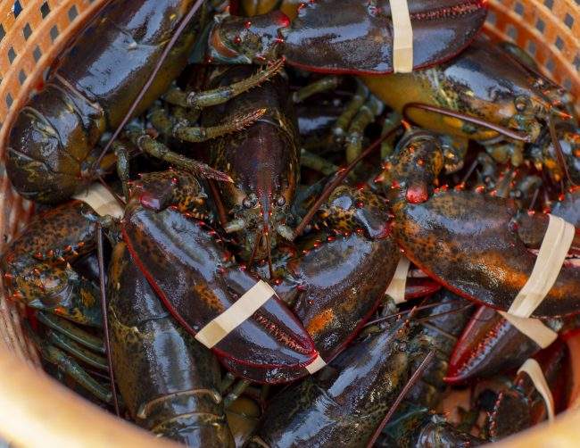 Banded lobsters are seen in a catch basket off the coast of Kennebunk, Maine, June 27, 2018.