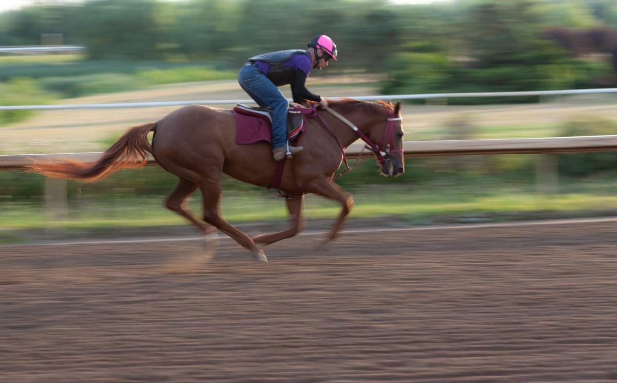 A thoroughbred race horse and jockey make their way around the 1.6km track at Fort Erie Racetrack during early morning warm-ups. in Fort Erie, Ont, on July 21, 2018.