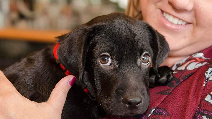 CNIB is looking for volunteers to help raise their puppies into guide dogs for the visually impaired. 
