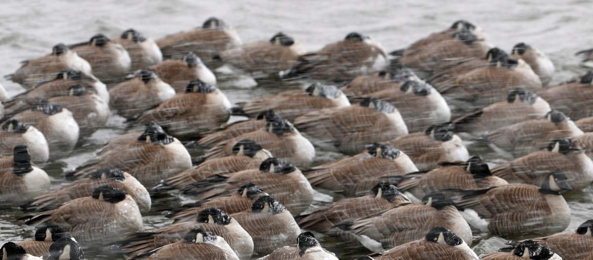 Canada geese battle choppy water as a late winter storm packing hurricane-force winds and snow sweeps through Colorado on Wed., March 13, 2019.