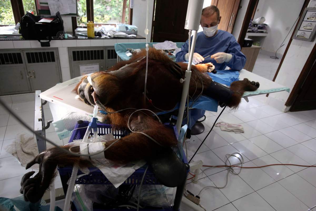 In this photo taken on Sunday, March 17, 2019, a volunteer orthopedic surgeon Andreas Messikommer of Switzerland conduct a surgery on ‘Hope’.