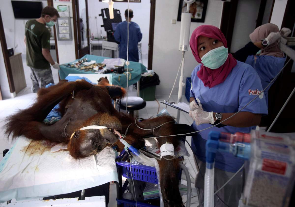 In this photo taken on Sunday, March 17, 2019, veterinarians and volunteers of Sumatra Orangutan Conservation Programme (SOCP) tend to a female orangutan they named ‘Hope’ during a surgery for infections in some parts of the body and to fix broken bones.