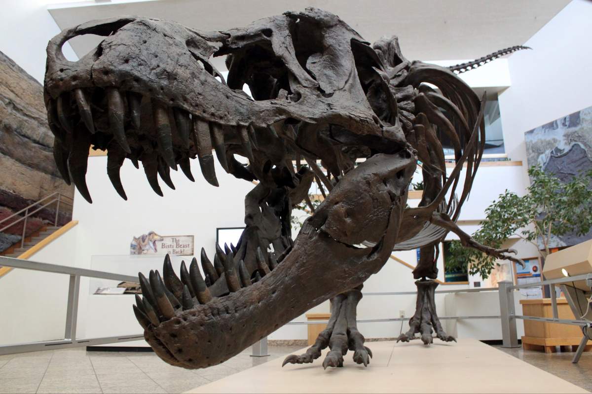 FILE - This Tuesday, Aug. 15, 2017 file photo shows a model of a Tyrannosaurus rex on display in the New Mexico Museum of Natural History and Science in Albuquerque, N.M.