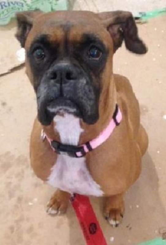 Hamilton police are asking for the public's help in finding a stolen vehicle with a dog inside.