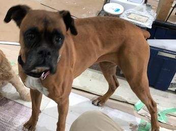 Hamilton police searching for missing vehicle and dog - image