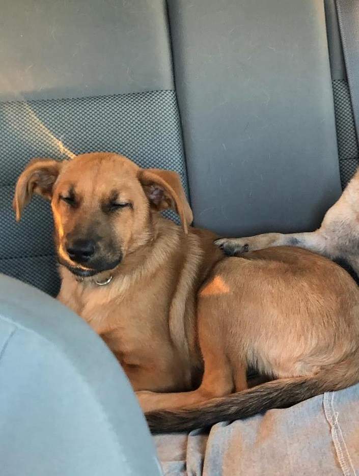 Mindy takes a nap after visiting Global News Morning for Adopt A Pal.