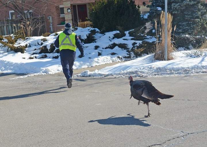 A Mississauga resident says a Canada Post worker was regularly chased by the wild turkey.