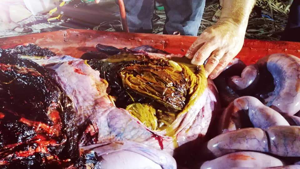 A peek at the innards of the whale shows just how much plastic was packed inside.
