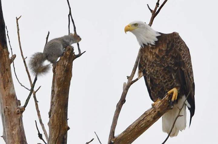 Professional photographer Roger Stevens Jr. captured the standoff earlier this week in downtown Lincoln.