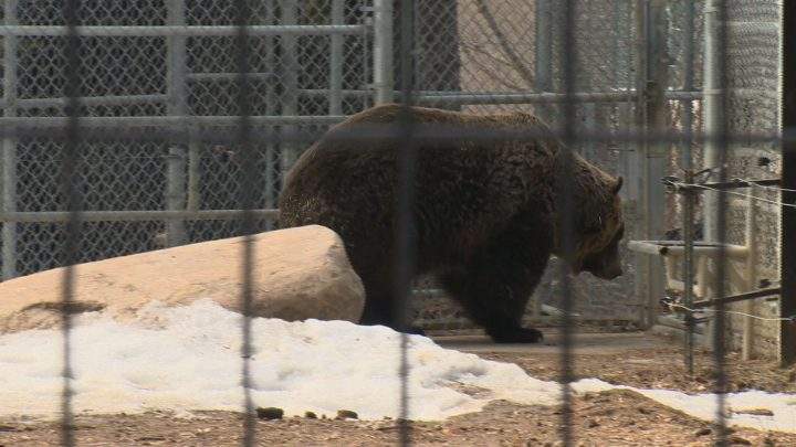 Saskatoon zoo’s grizzly bears awake after five months in hibernation.