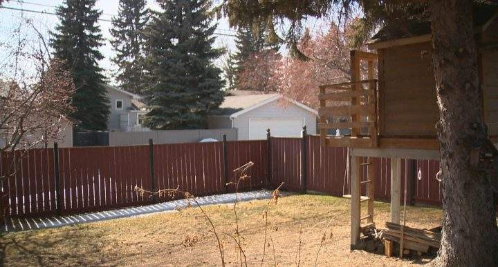 A cat was mauled by a bobcat in this Calgary backyard on March 10. The pet did not survive the encounter.
