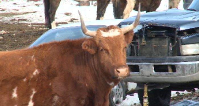 Fire destroyed a rural home in the North Okanagan on Friday, and now animal advocates are concerned about the animals at the ranch.