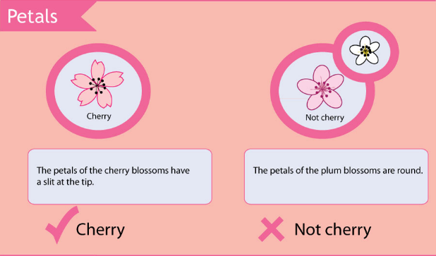 The difference between cherry tree petals and plum tree petals.