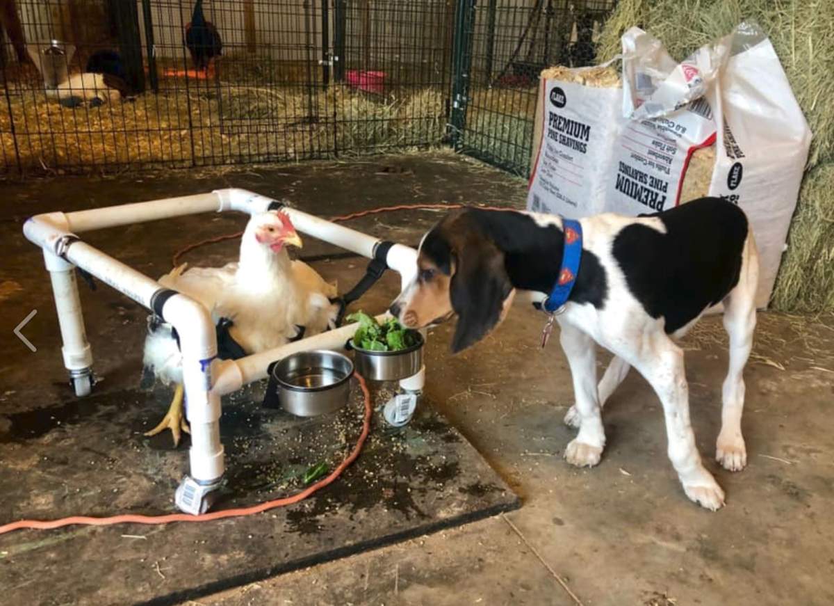 The chicken, named Colorado, was rescued by the folks at Oliver and Friends Farm Rescue and Sanctuary in Luther, saving the hens from “a terrible life.”.