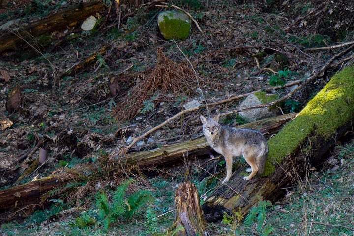 Lee says after a tense standoff, the coyote cut its losses and fled its much smaller opponent.