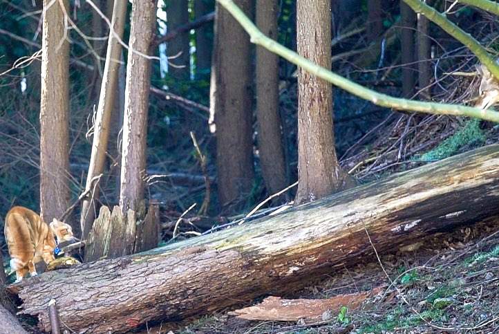An orange house cat stares down a wild coyote in North Vancouver.