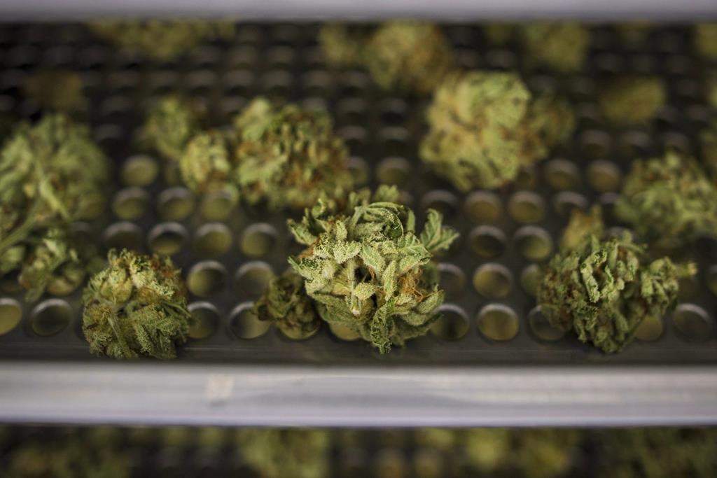 Cannabis buds lay along a drying rack at the CannTrust Niagara Greenhouse Facility in Fenwick, Ont., on June 26, 2018.
