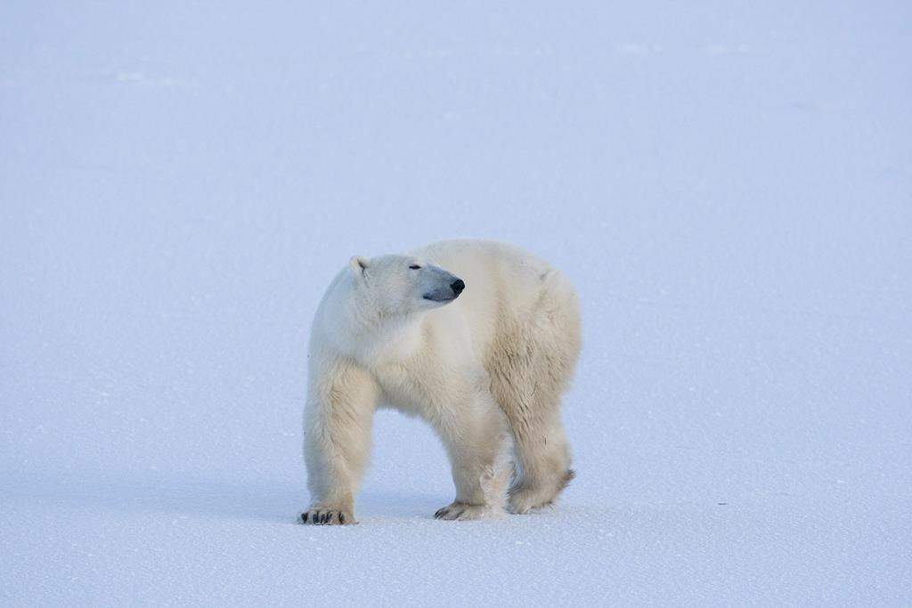 A polar bear walks along the cold blue ice in Wapusk National Park on the shore of Hudson Bay near Churchill, Man.