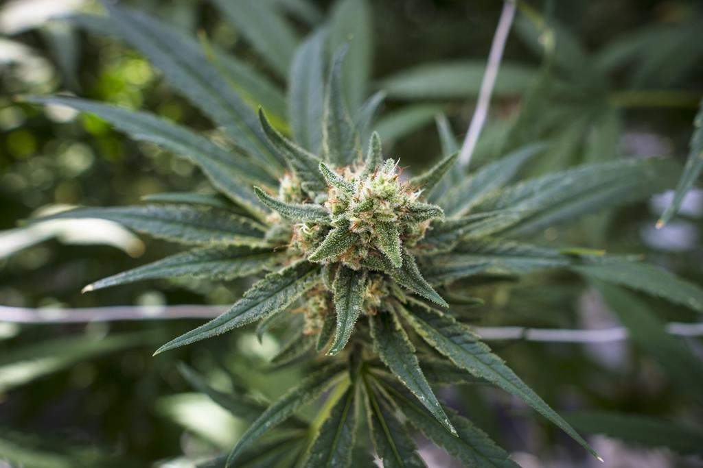 File - Nova Scotia RCMP have charged three people with drug charges after executing a search warrant at a storefront in Antigonish County.