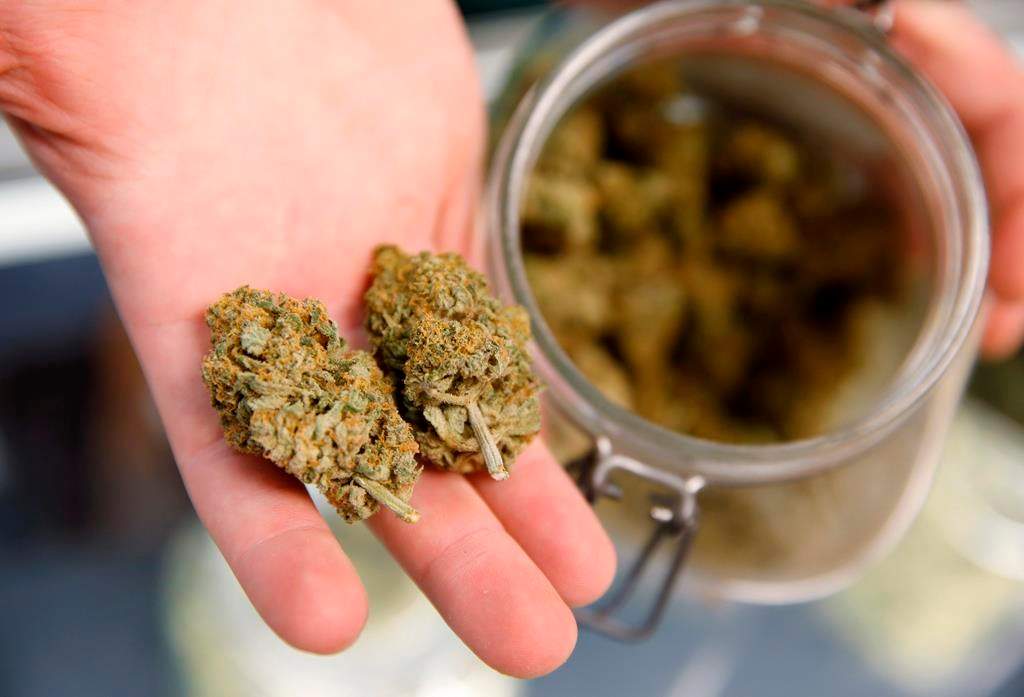 FILE - In this Nov. 27, Officers executed a search warrant at a home that police say was being used as a cannabis business called Chronic The Hedge Hog.