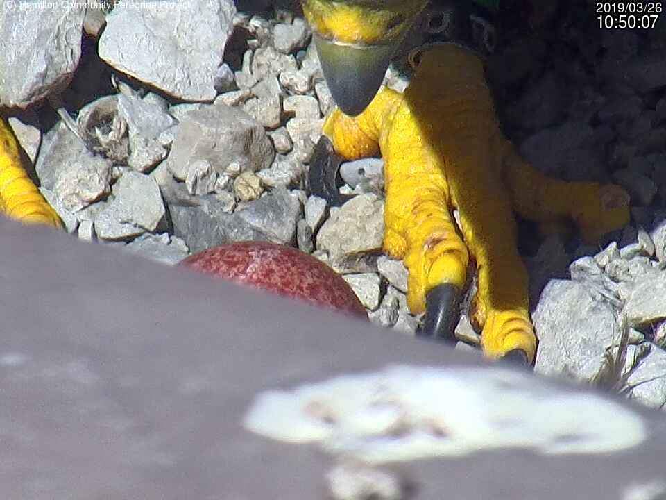 Hamilton Community Peregrine Project says the falcon couple, Lily and Ossie, were spotted mating back on St. Patrick's Day, so more eggs are possible. 