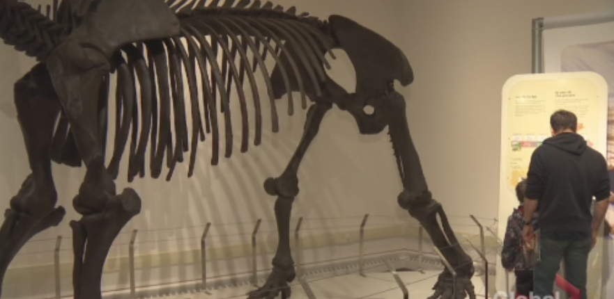 Peterborough Museum and Archives set to reopen in July - image