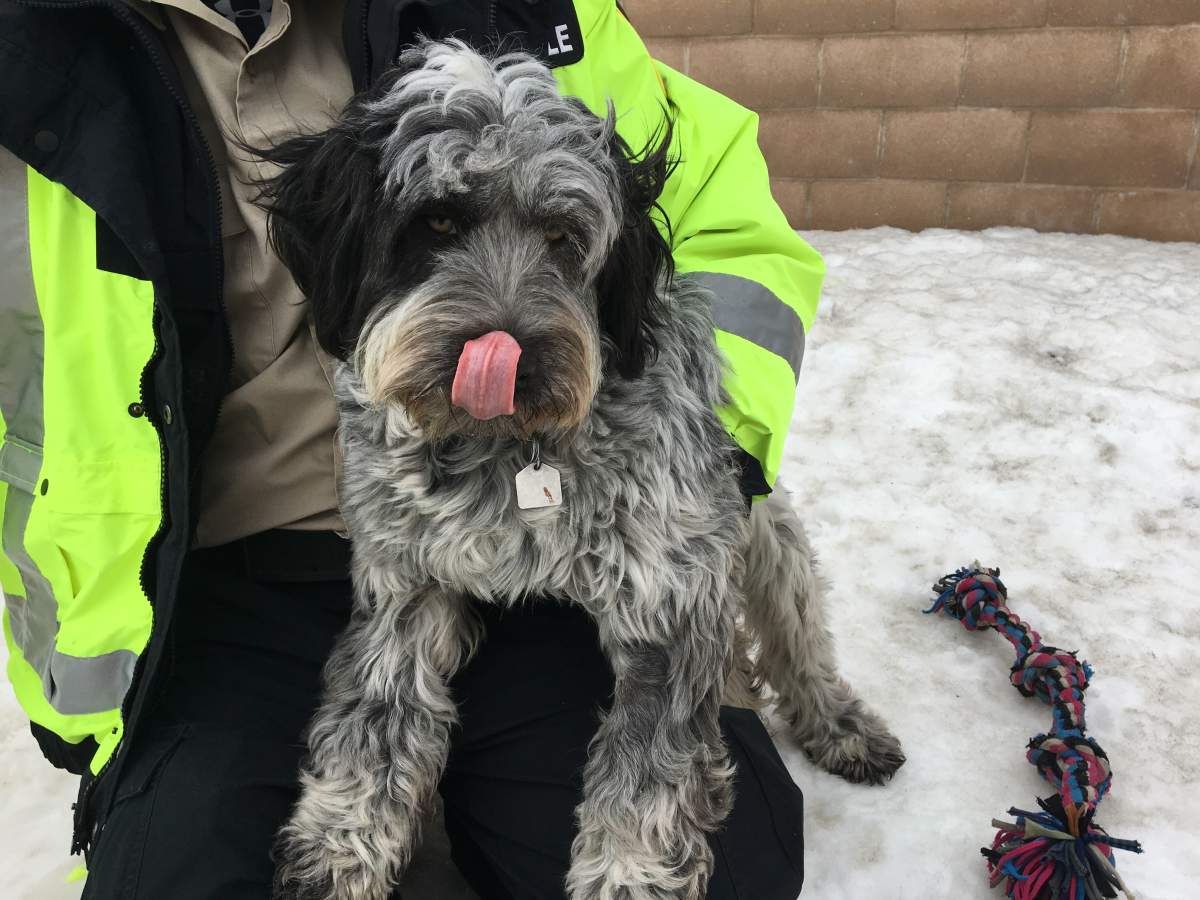 Lady is a mixed terrier