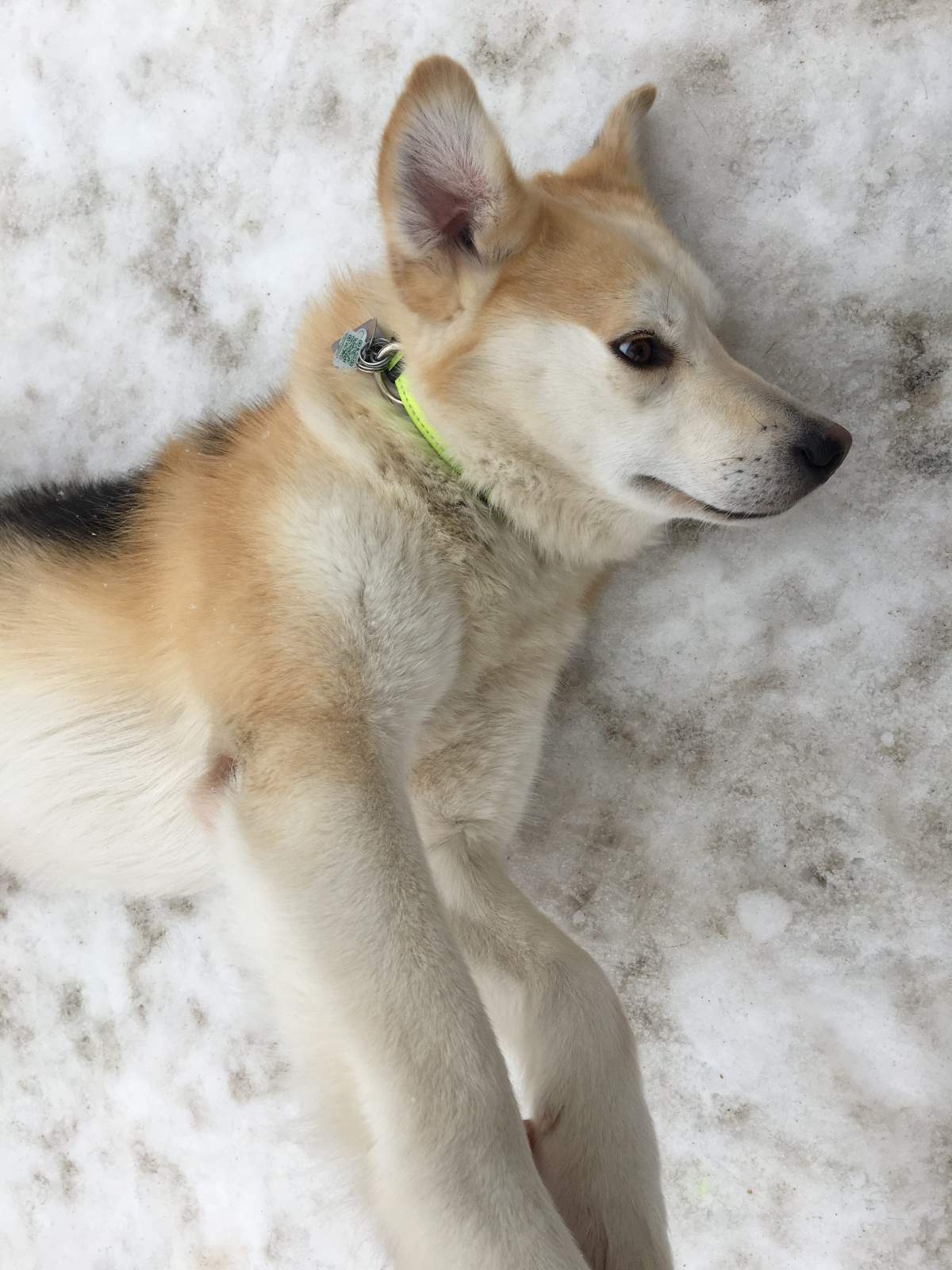 Tiger is a Husky, Shepherd mix