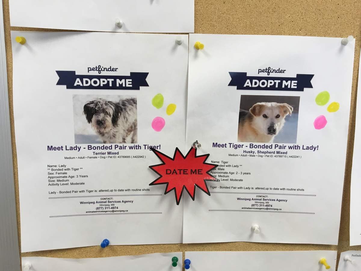 Lady and Tiger must be adopted together