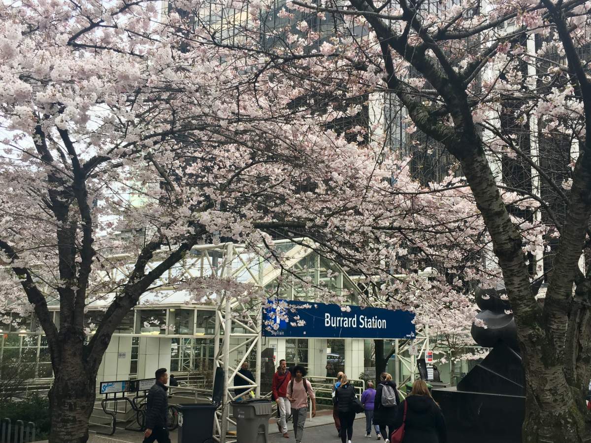 Burrard Skytrain station cherry trees.