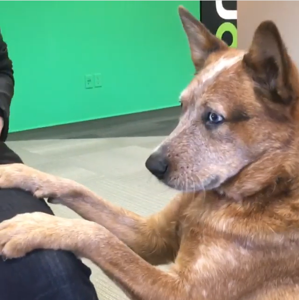 Jellybean is a three-year-old Australian cattle dog who is also completely deaf.