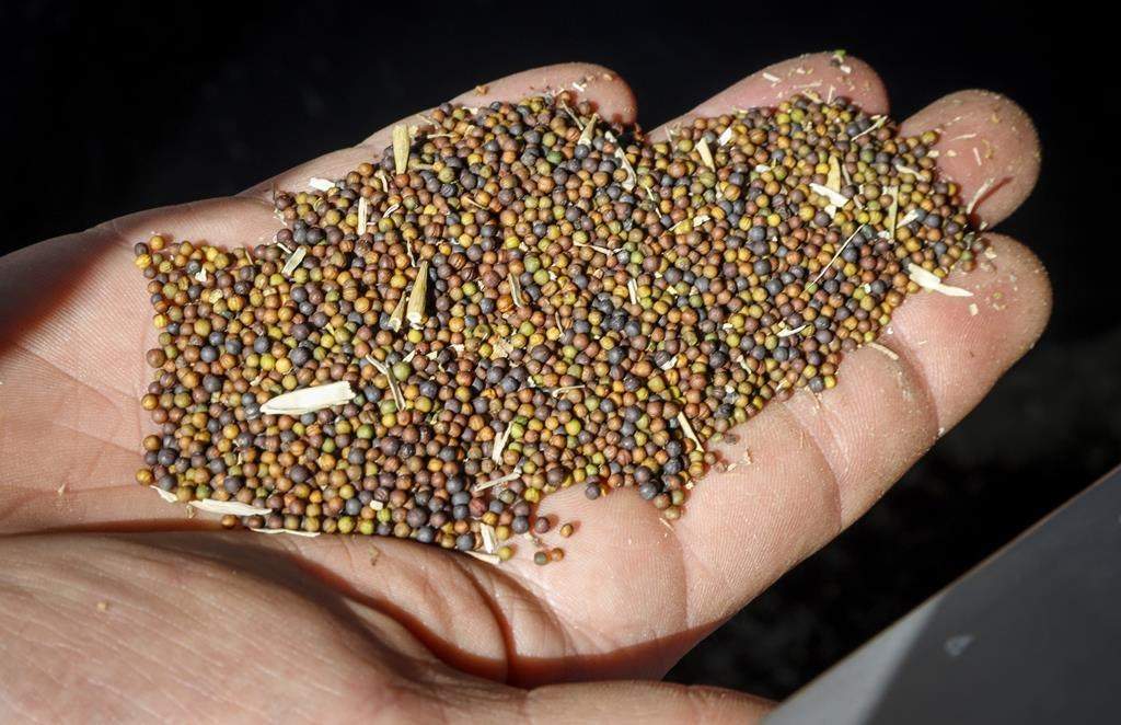 Richardson International Ltd. says processing at its Yorkton, Sask., canola crush plant will double once an expansion is complete.