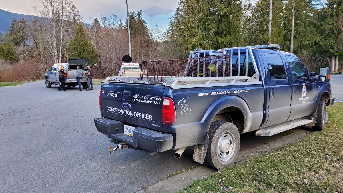 B.C. conservation officers have been called in following this most recent cougar sighting in Port Moody.