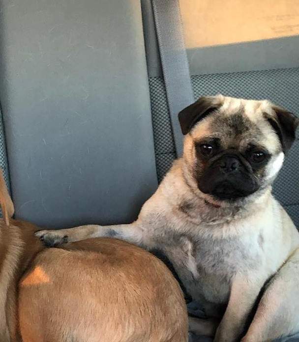 Mr. Puggles relaxes following his time on Global News Morning looking for his forever home.